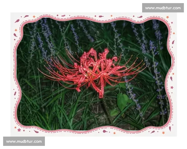 《命运交错的彼岸花：一场跨越时空的爱与冒险之旅》